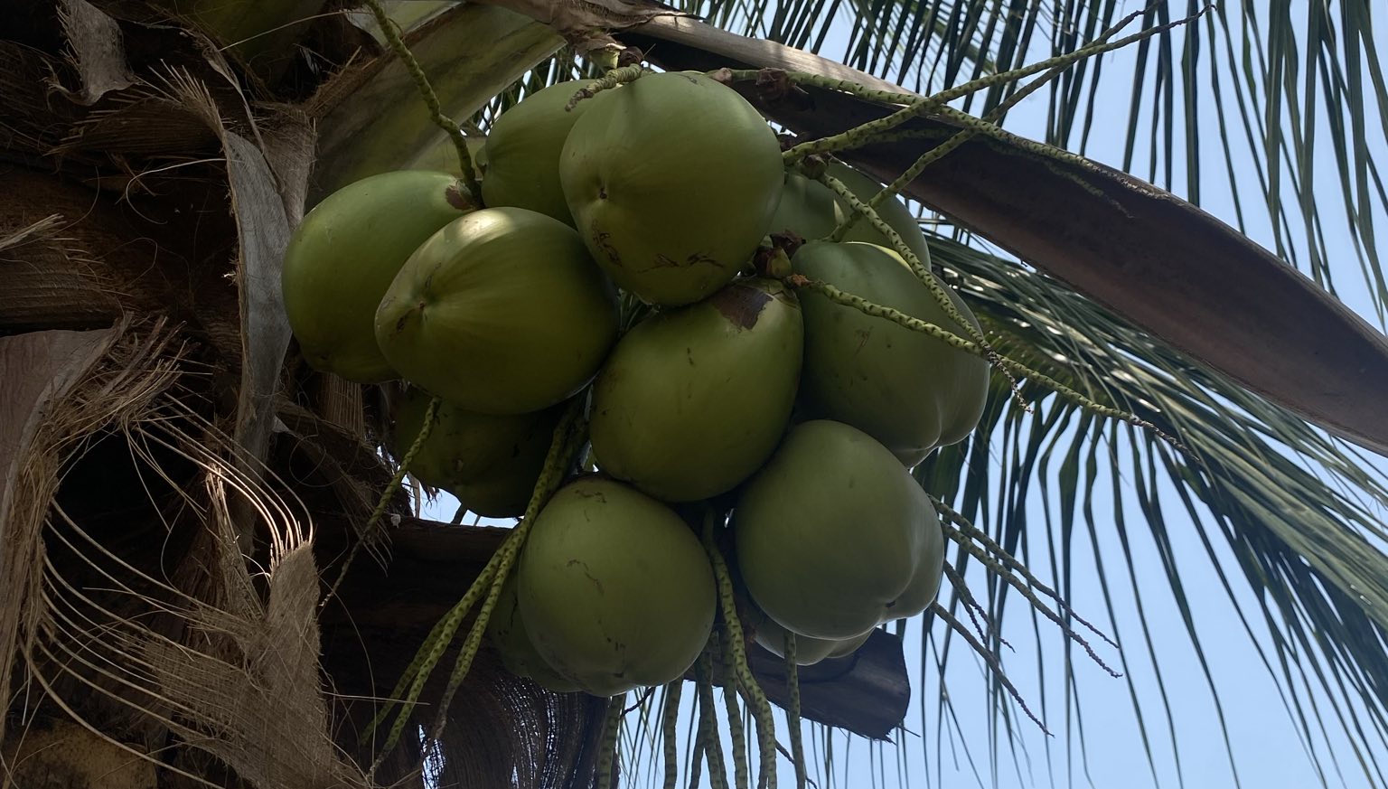 Das ist ein Kokosnussbaum auf dem Gelände Ein Kokosnussbaum