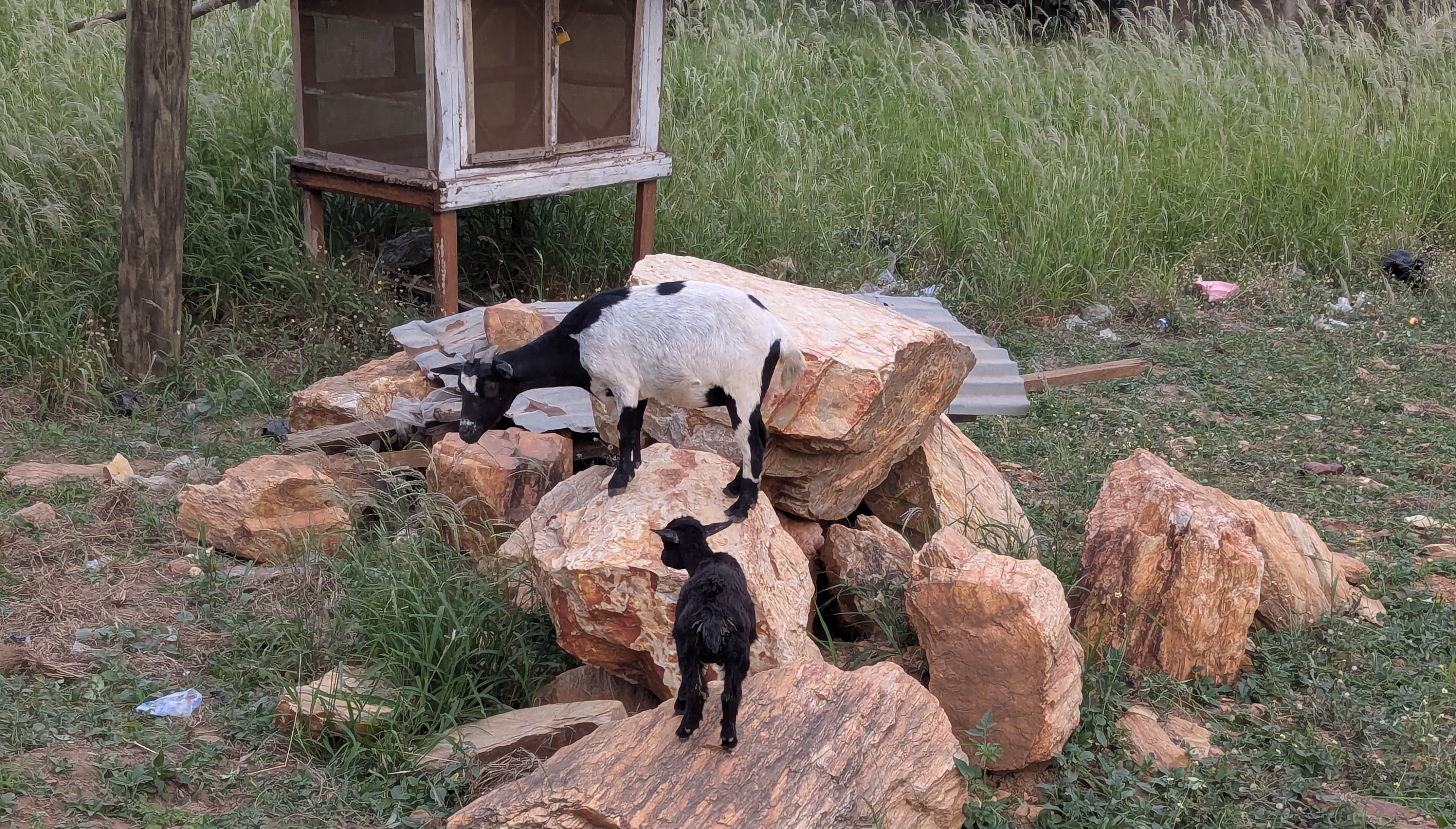 Ziegen am Wegesrand Eine Ziege